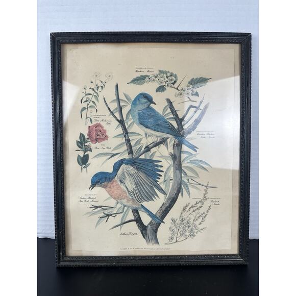 VTG 1950's Arthur Singer Framed Bird Lithograph Print signed Original Frame - Picture 1 of 10